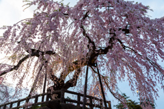 弘前城本丸のしだれ桜 弘前城本丸のしだれ桜
