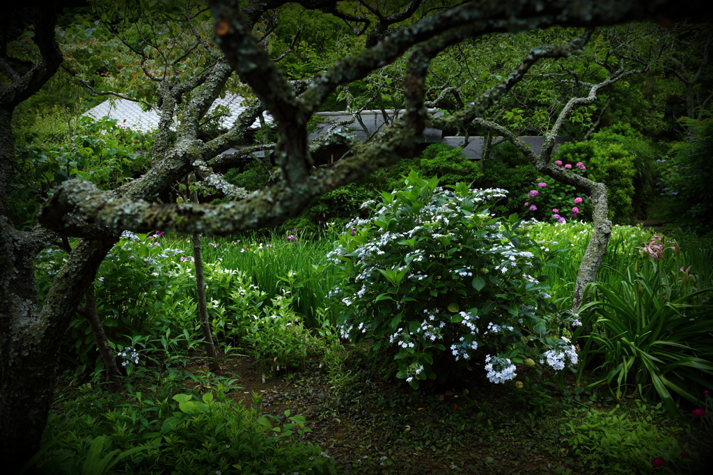 Hydrangea XXIII