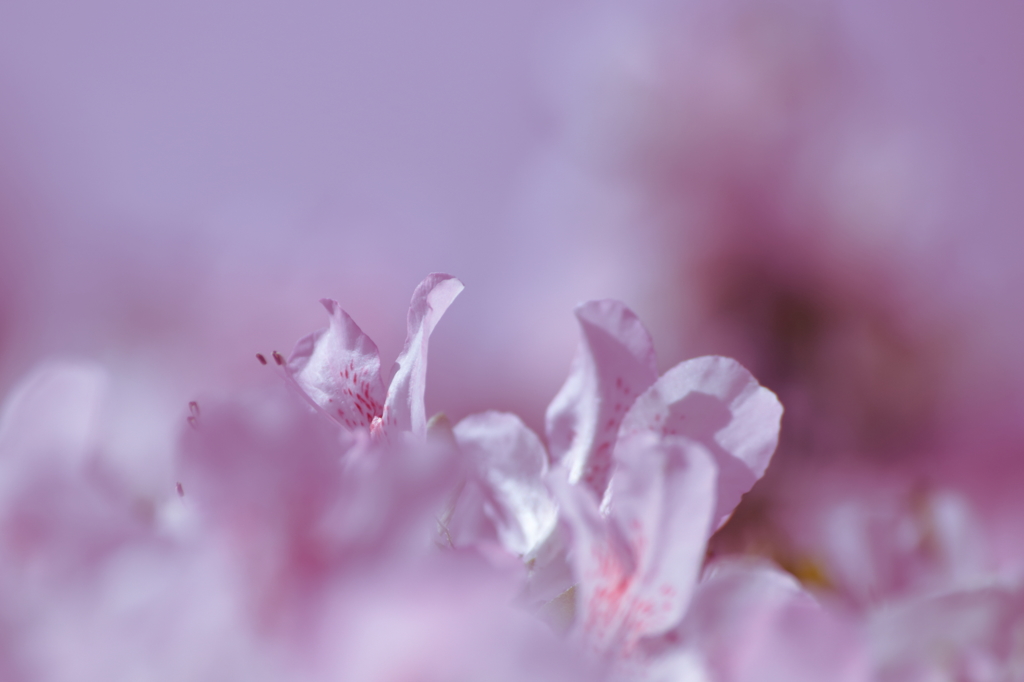 ピンク色の世界