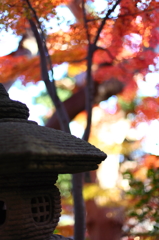 長谷寺の秋 03 長谷寺の秋 03