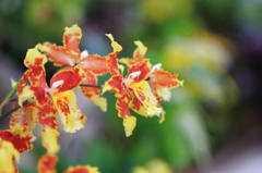 夜越山森林公園洋ランまつり