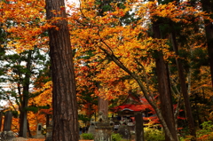 中野もみじ山 2014 XX