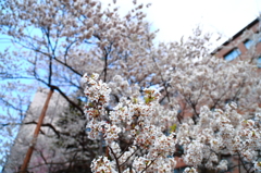 盛岡市・石割桜 盛岡市・石割桜