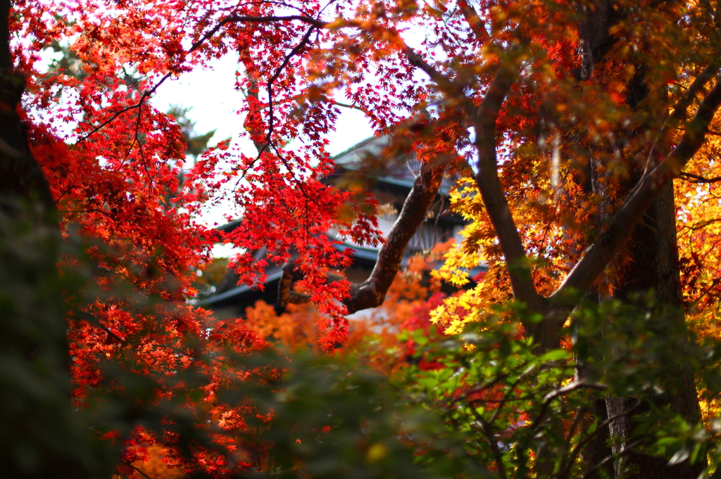 秋の弘前公園 14