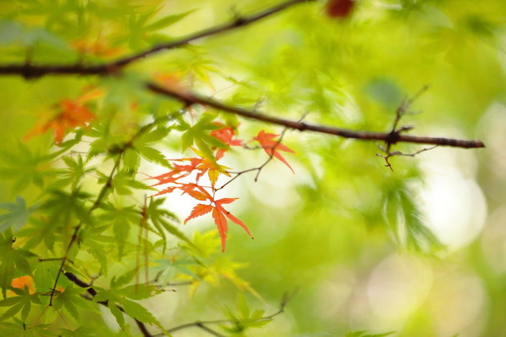 森林公園散歩 IV