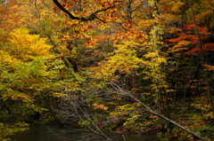 紅葉の奥入瀬渓流 16