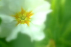 近所の春 IV