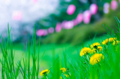 タンポポもお花見