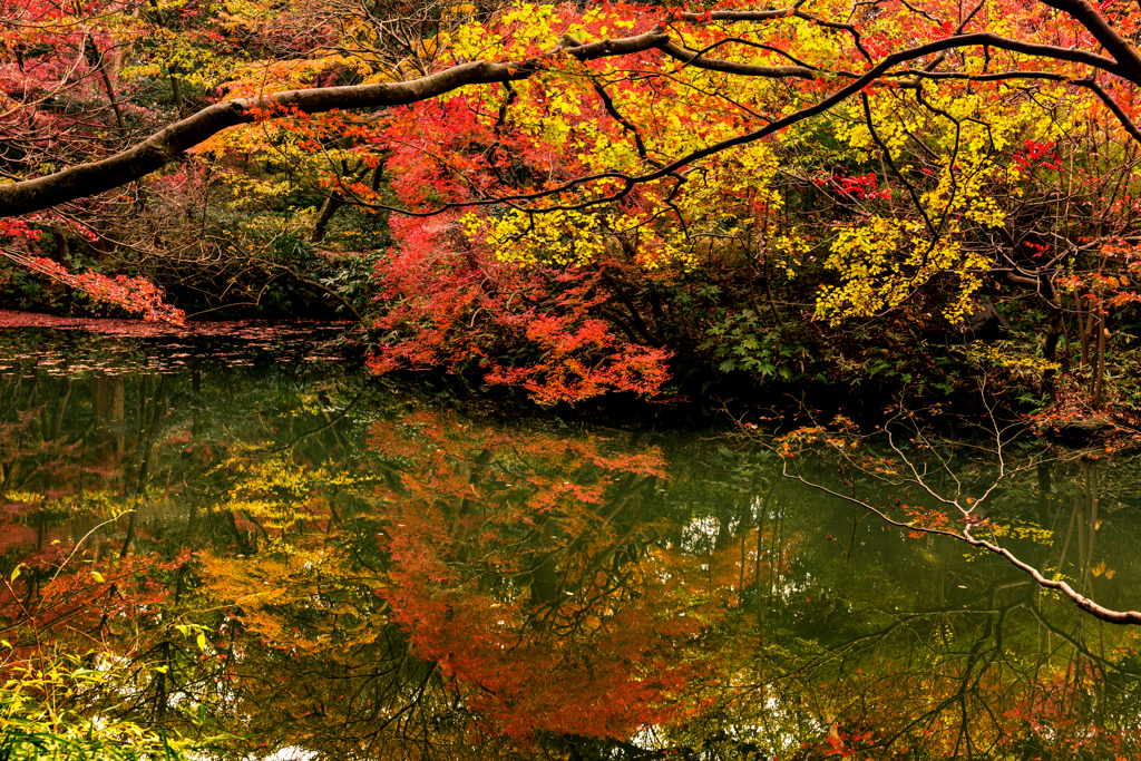 都会の紅葉 IV