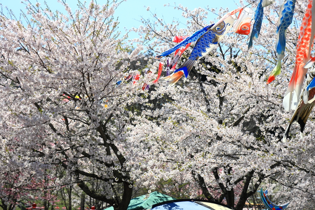 鯉のぼりと桜 IV