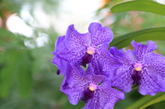 夜越山森林公園洋ランまつり