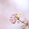 内丸の桜 II