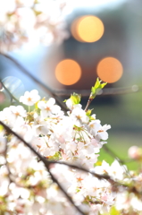 津鉄の桜II VIII