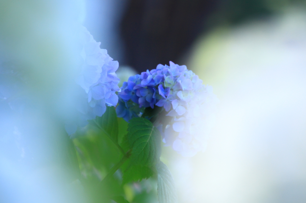夜越山森林公園の紫陽花６