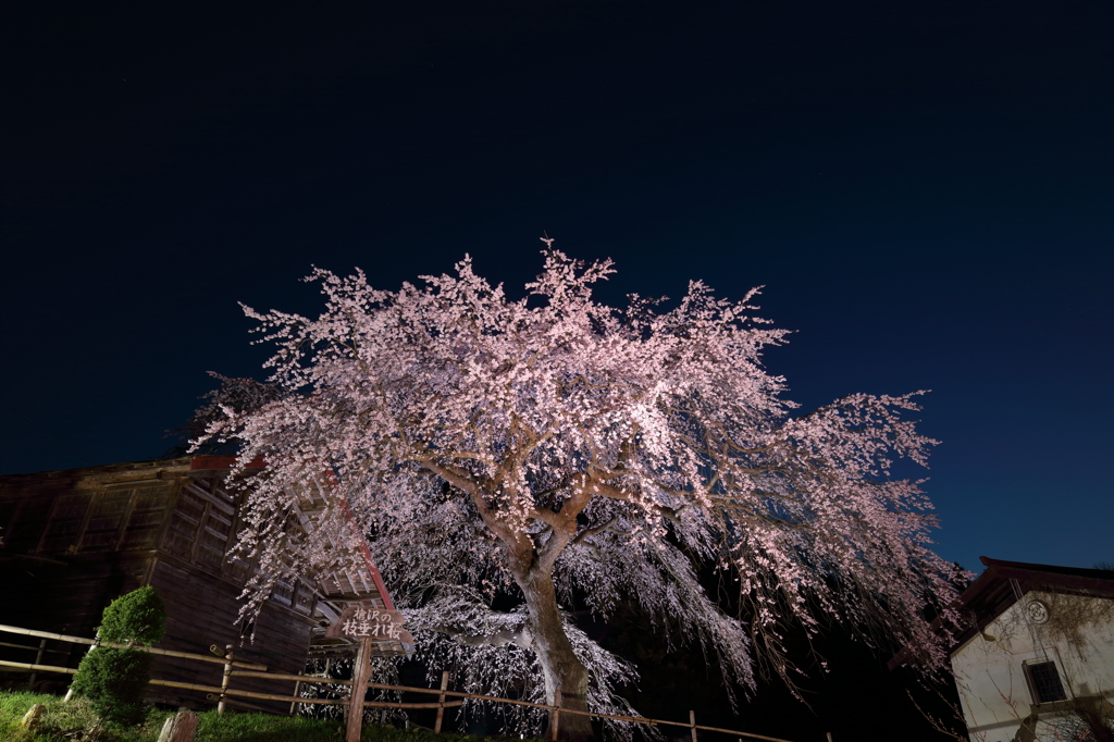 槍沢の枝垂れ桜・実写