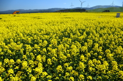 菜の花・大迷路