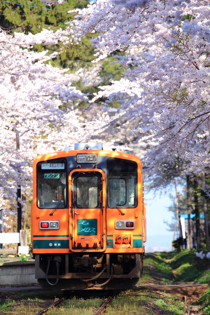 津鉄の桜II IX