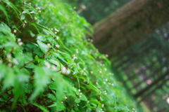 霧の軽井沢にて