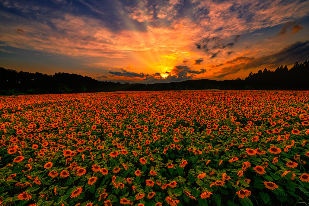 ある日の夕暮れ