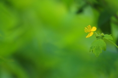 Flowers near I Flowers near I
