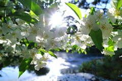 なごり桜