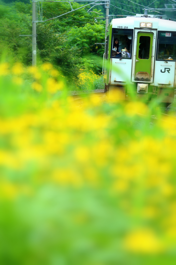 花畑列車 III