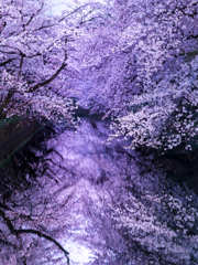 夜終桜 V