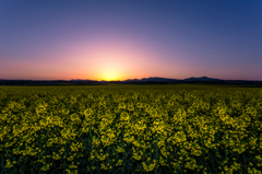 夜明けの菜の花 I