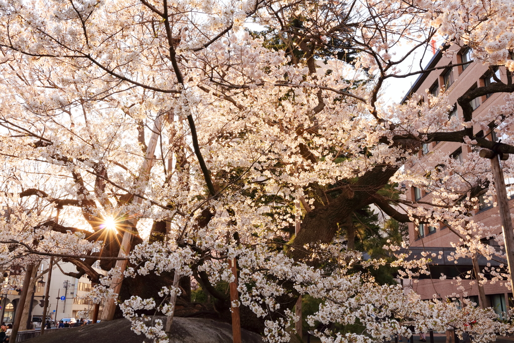 夕暮れの石割桜 III