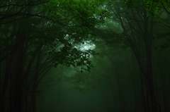 Forest of fog II