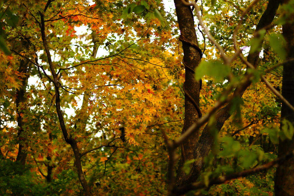 いつもの・・・