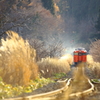 小春日和