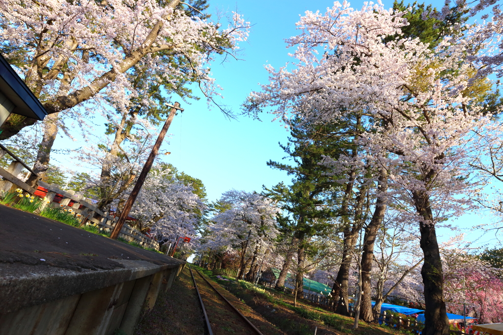 桜の駅 II