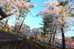 桜の駅 II