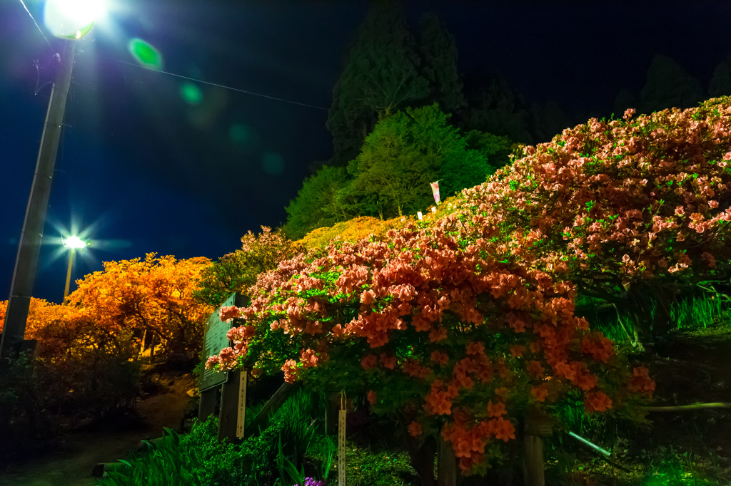夜の天王つつじ