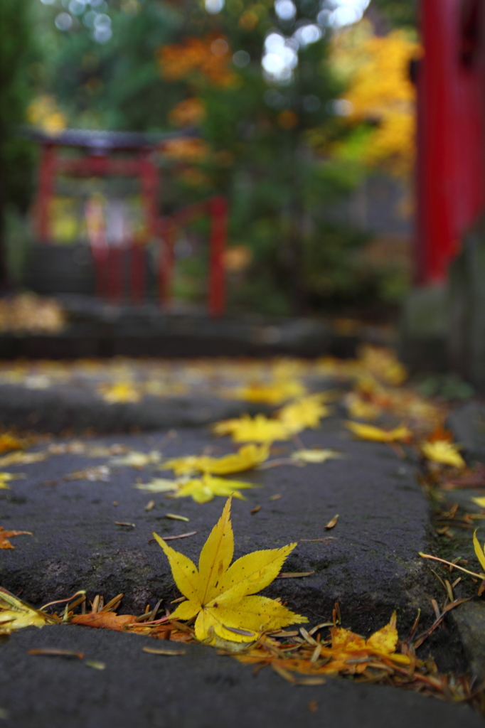 早朝の中野もみじ山