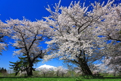 霊峰と桜 III