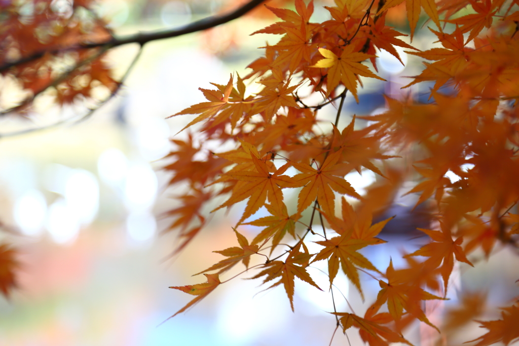 Orenge Maple