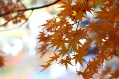 Orenge Maple