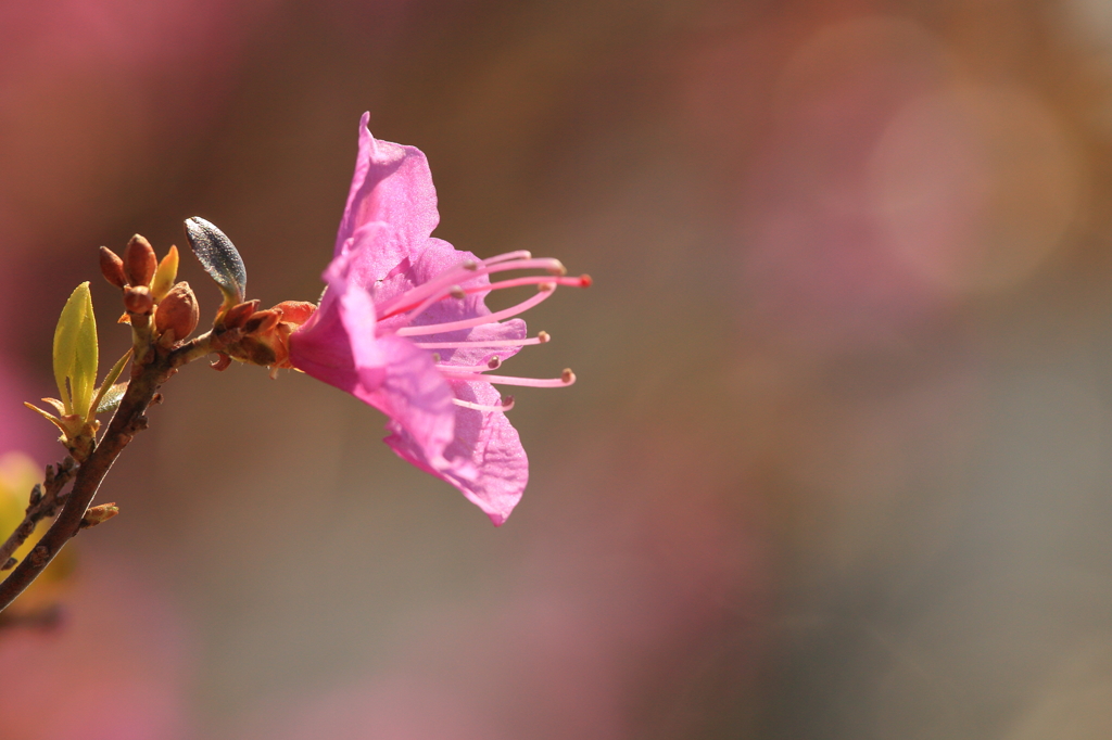 北国にも春が・・・