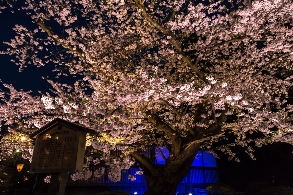 古木の桜