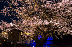 古木の桜 古木の桜