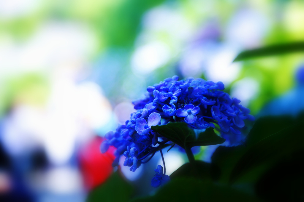 Hydrangea VIII