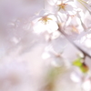 津鉄の桜II X