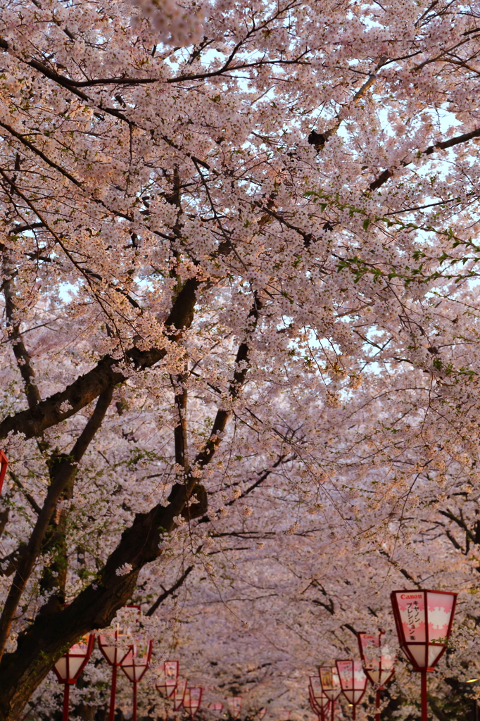 弘前・桜2015 I