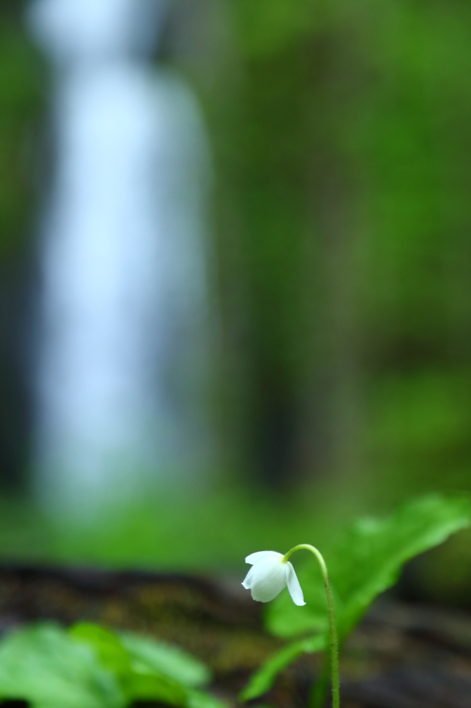 雨の奥入瀬 X