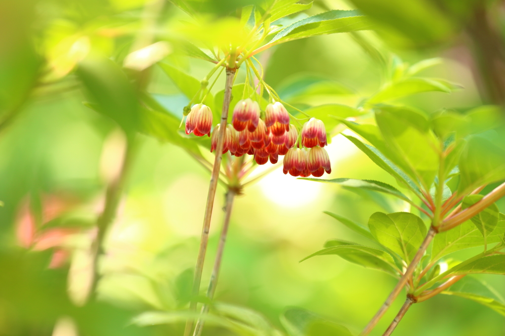 小さな花がぶら下がって・・・