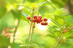 小さな花がぶら下がって・・・