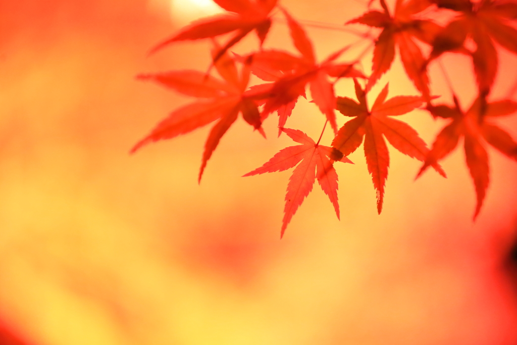 夜のもみじ I