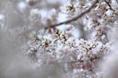 盛岡市・石割桜 盛岡市・石割桜